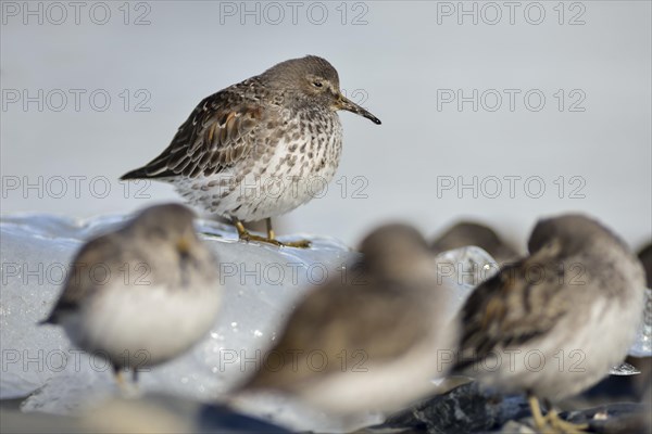 Rock sandpipers (Calidris ptilocnemis)