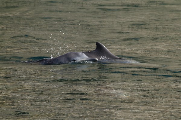 Common dolphins (Delphinus delphis)