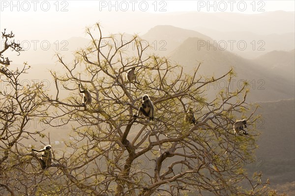 Common Langur or Hanuman Monkey (Semnopithecus Entellus) at Sajjan Garh or Monsoon Palace