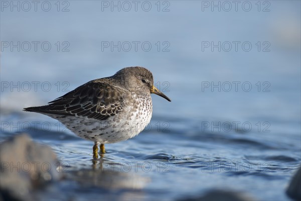 Rock sandpiper (Calidris ptilocnemis)