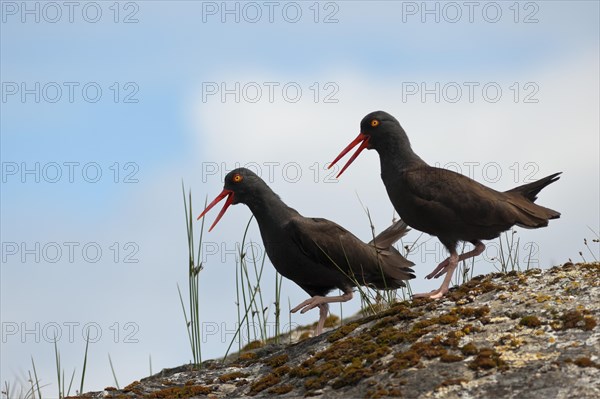 Two Black Oystercatchers (Haematopus bachmani) do a dance