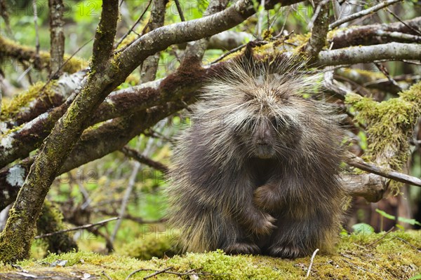 North American porcupine (Erethizon dorsatum)