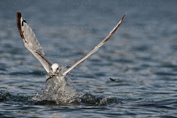 A Black-legged Kittiwake (Rissa tridactyla) feeds on herring