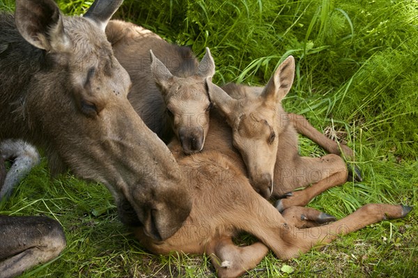 A cow Moose (Alces alces) and her two calves