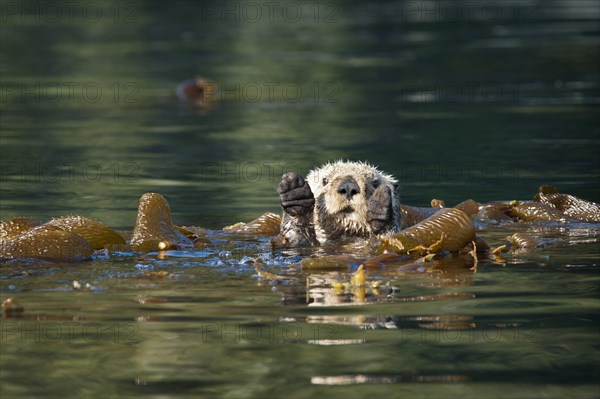 Sea otter (Enhydra lutris)