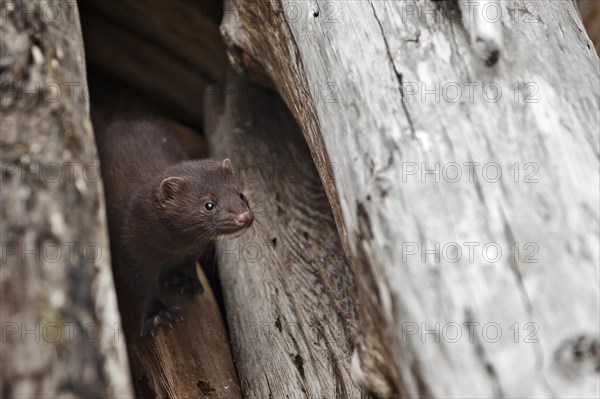 A young Mink (Neovison vison)