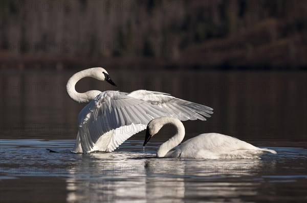 Trumpeter swans (Cygnus buccinator) on a lake
