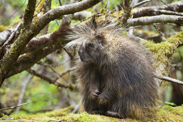 North American porcupine (Erethizon dorsatum)