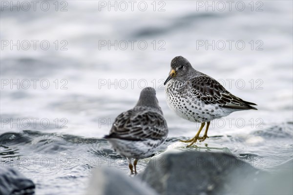 Rock sandpipers (Calidris ptilocnemis)