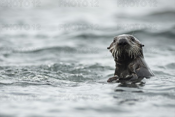 Sea otter (Enhydra lutris)