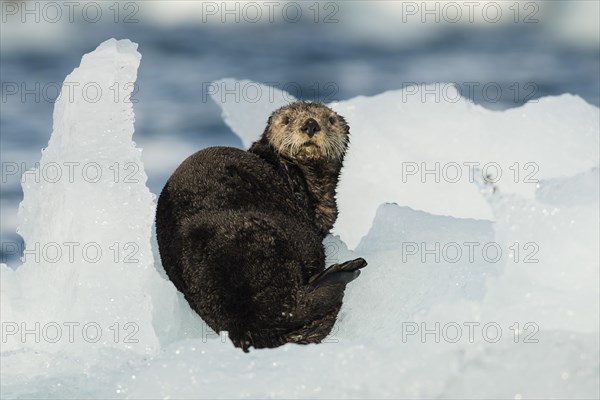 Sea otter (Enhydra lutris)