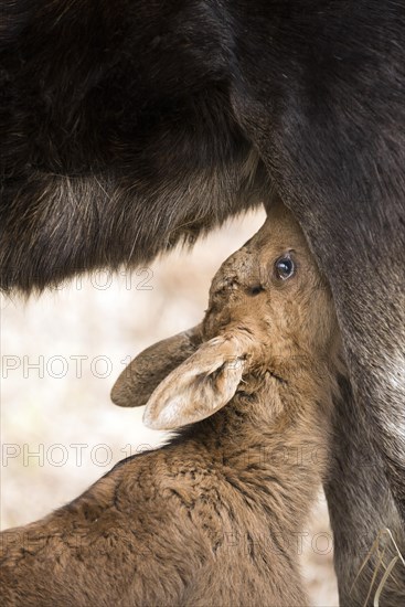 Suckling Moose calf (Alces americanus)