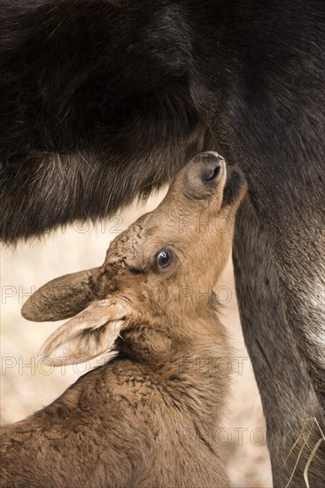 Suckling Moose calf (Alces americanus)