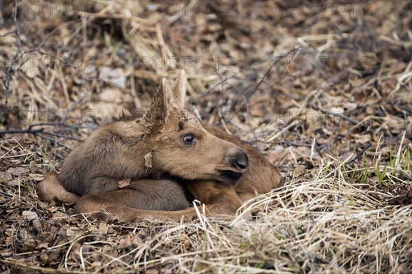 A newborn Moose calf (Alces americanus)