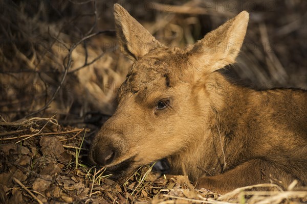 A newborn Moose calf (Alces americanus)