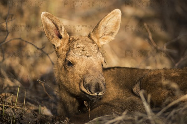 A newborn Moose calf (Alces americanus)