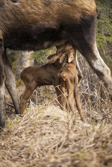 Suckling Moose calves (Alces americanus)