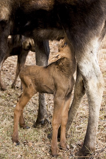 Suckling Moose calf (Alces americanus)