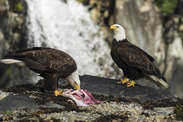 Bald Eagles (Haliaeetus leucocephalus) feeding on a fish