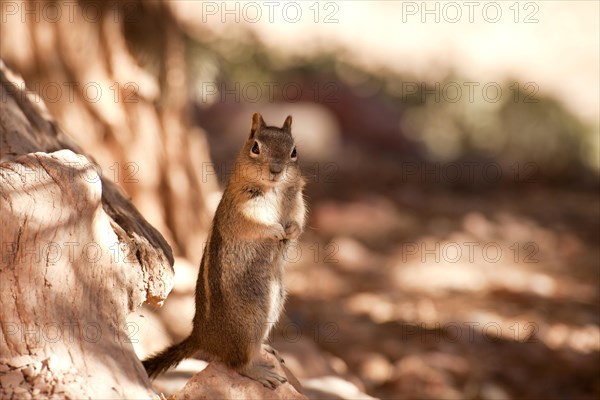 Chipmunk (Tamias sp.)