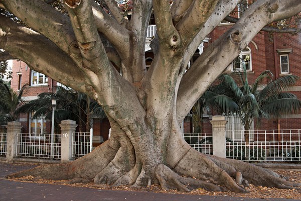 Moreton Bay Fig tree (Ficus macrophylla) on Murray Street