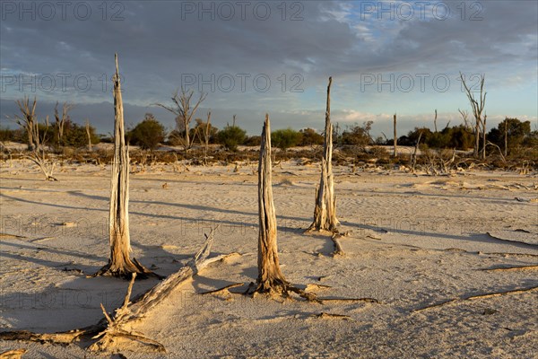 Dead trees