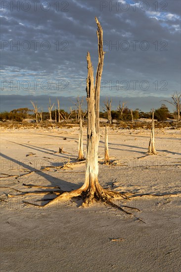 Dead trees