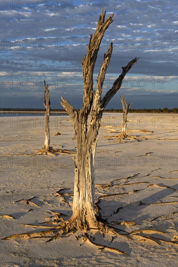 Dead trees