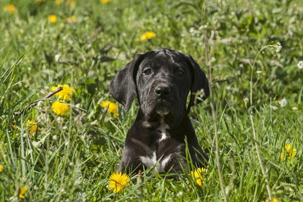 German Mastiff