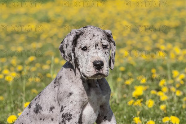 Great Dane