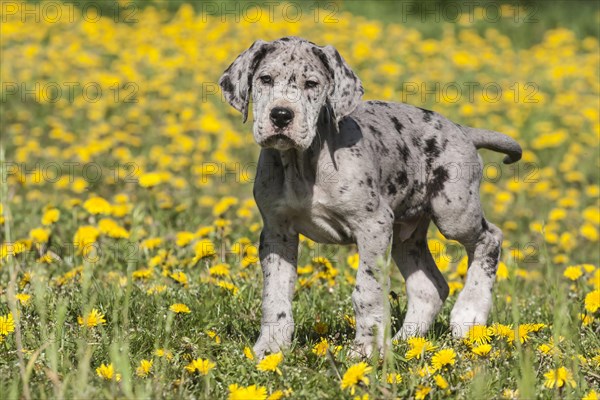 Great Dane