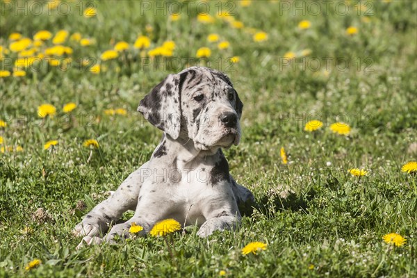 Great Dane