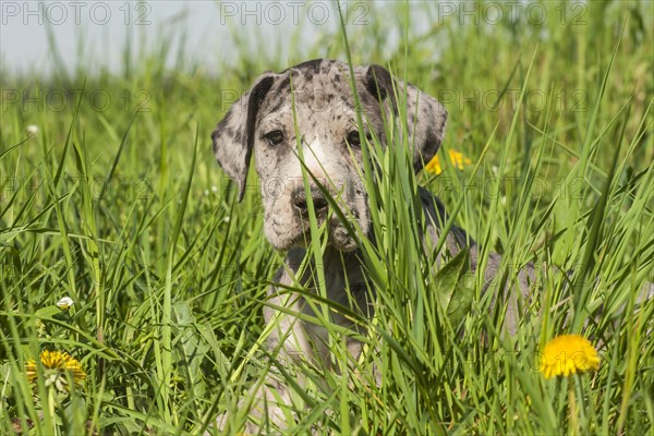 Great Dane