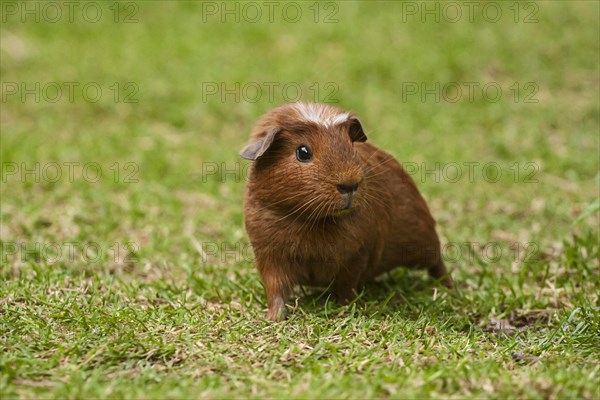 American Crested Guinea Pig