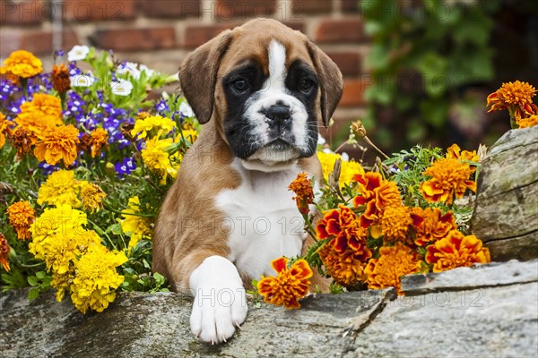 Boxer puppy