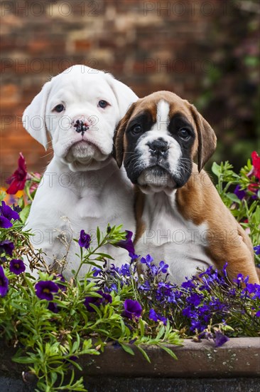 Boxer puppies