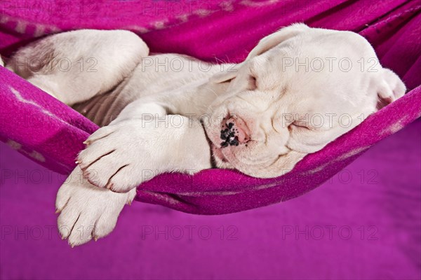 Boxer dog