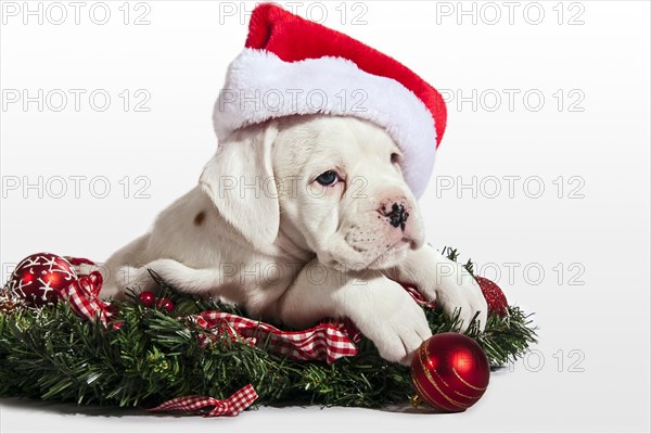 Boxer dog