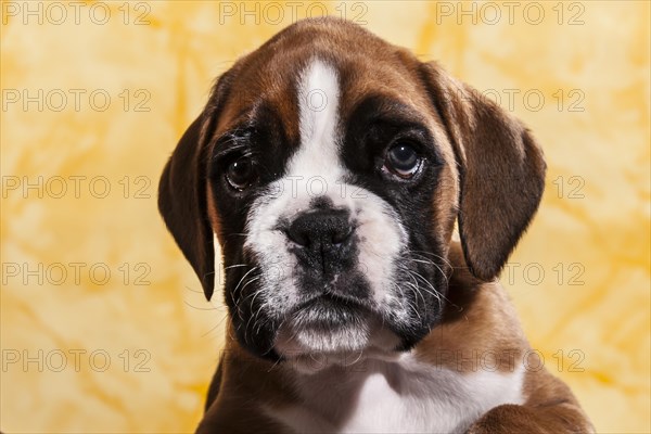 Boxer dog