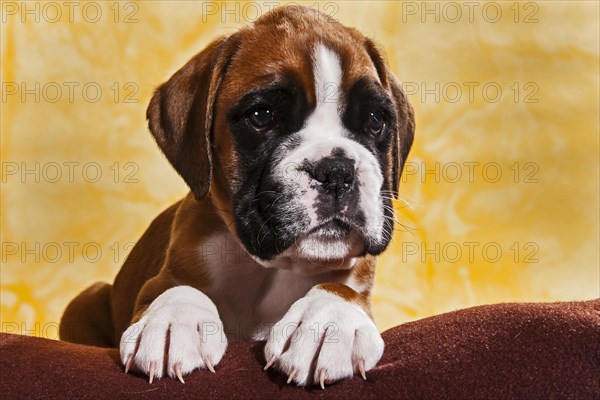 Boxer dog