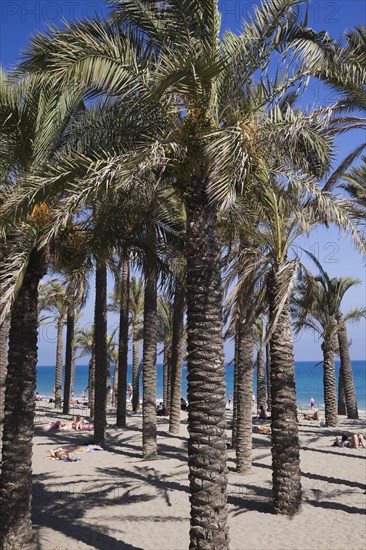 Palm trees on the beach