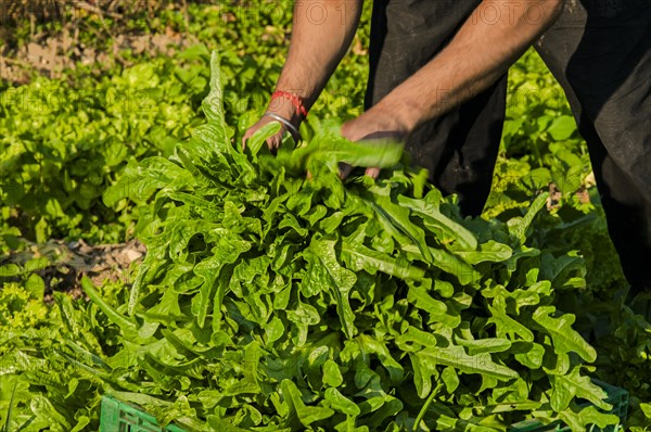 Organic lettuce