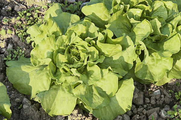 Organic salad in the field