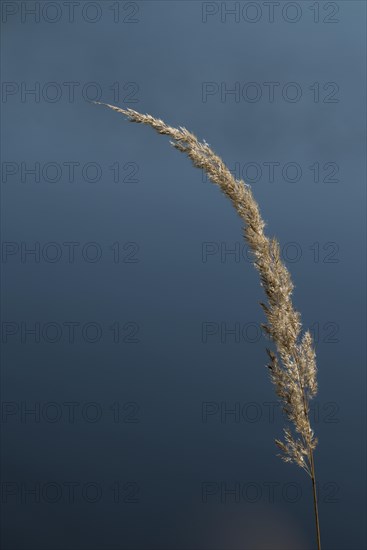 Spike of tussock grass