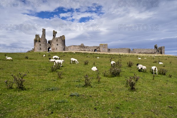 Sheep in front of Dunstanburgh Castle