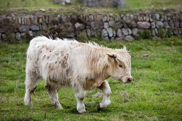 Scottish Highland Cattle