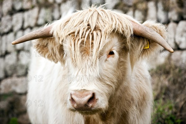 Scottish Highland Cattle