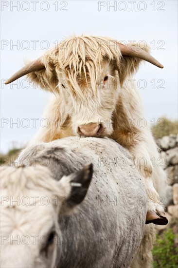 Scottish Highland Cattle