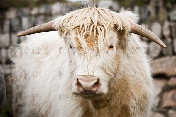 Scottish Highland Cattle