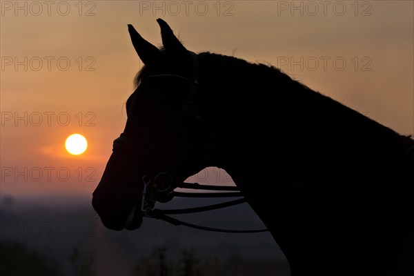 Oldenburg horse